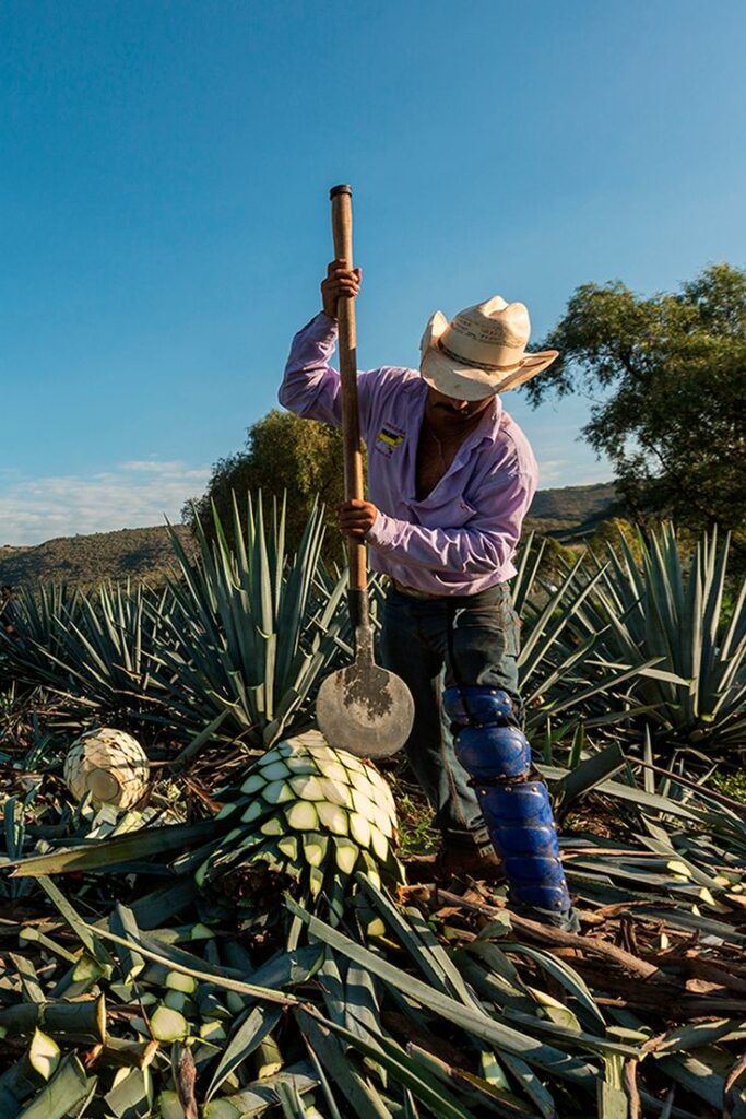 Tequila: Beginner's Guide